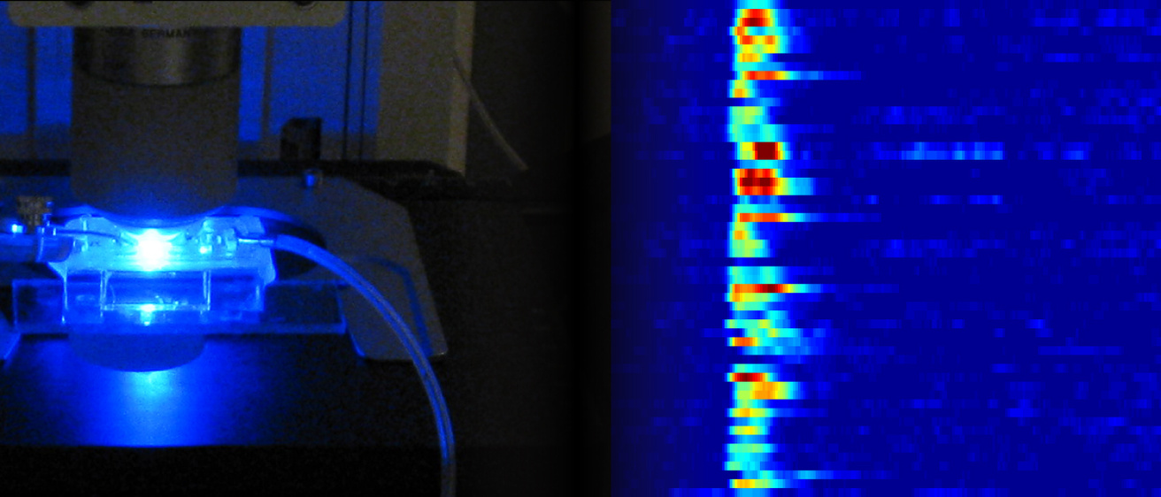 Tomchik lab slide show image, showing a confocal microscope and representative imaging traces